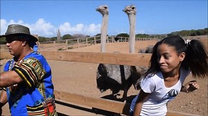 ASA di bishita @ Curacao Ostrich Farm 29-11-2017 | Child First Foundation