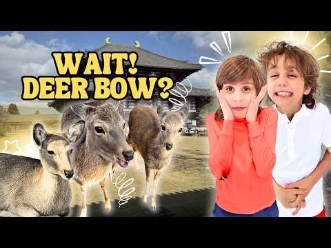 The Bowing Deer of Nara . Japan’s Cutest (and Craziest) Experience