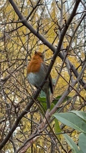 European Robin calling #birds #wildlife #nature #robin