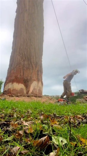 Years of experience in one smooth motion, bringing the tree down safely and flawlessly #wood #asmr