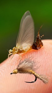 If you dry fly fish, chances are you know Signature Tyer Tom Rosenbauer’s Rabbit Foot Emerger. This is an all-rounder emerger pattern that can be tied and fished various ways to catch trout feeding on a variety of emerging insects. This emerger brilliantly uses a blend of natural and synthetic materials to achieve a super realistic look and ride when wet. Head to our YouTube to learn about the pattern and watch how Tom ties it. If you don’t have a few already, add some to your dry fly box for th