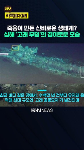 "Shocking Scene 7,000m Below the Sea" 5.3 Million-Year-Old 'Whale Graveyard' Discovered / KNN