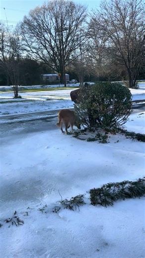 Max on the cold ground!