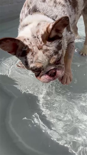 Bone Pool Bliss 🦴💦 I’m Stella… and THIS is my happy place! 💃🏼💧 I don’t know who made this magical bone-shaped pool, but I owe them treats for life. I splash, I spin, I zoom—I’m basically a water queen. 👑💦 Nothing beats play yard time at Kamp when there’s sunshine and a pool made just for pups like me. Now if you’ll excuse me… CANNONBALL! 🐾 #K9KampDogs #PlayYardThursday #FrenchieFun #BonePoolParty #HappyPup #WaterZoomies