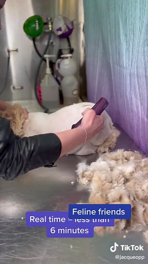 Shaving a cat in less than 6 minutes. #lioncut #catgroomer #catgrooming