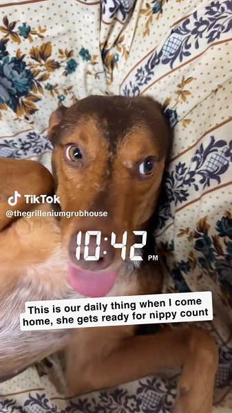 The Grillenium Grub House (@thegrilleniumgrubhouse)’s videos with original sound - The Grillenium Grub House