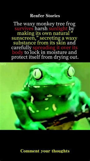 The Frog With Built-In Sunscreen