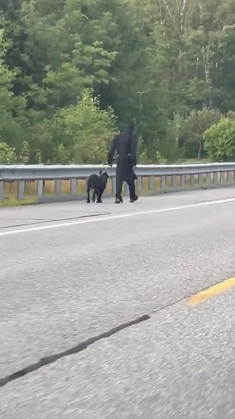 Only in New Hampshire—Batman walks his dog too