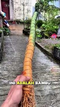15 Types of BamBoo 🎍#shorts #facts #newvideo #video #facts