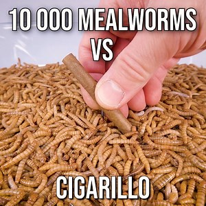 10 000 Mealworms vs. Cigarillo, Pigs Lung, Moldy Strawberry, Ground Chicken, Tomato and Chick Peas | WormLapse