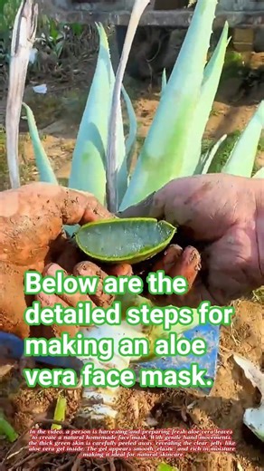 Below are the detailed steps for making an aloe vera face mask. #aloevera #mask #short