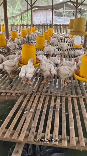 How Do Bangladeshi Farmers Raise Chickens and Fish in the Same Place? 🐔🐟🤯 #trending#Facts