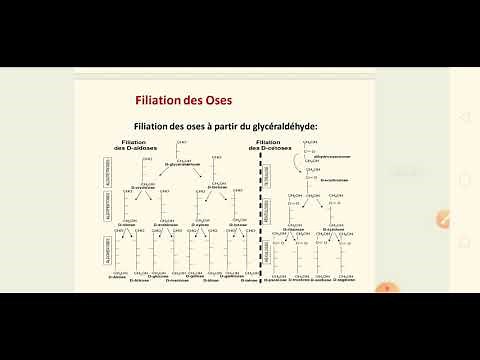 la filiation des oses suite du cours des glucides , partie des sucres simples , Oses
