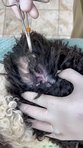 Dog Ear Hair Removal: Step-by-Step Guide for Pet Owners