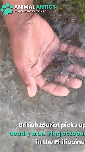 Awww the octopus looks so adorable🥰 | Animal Antics