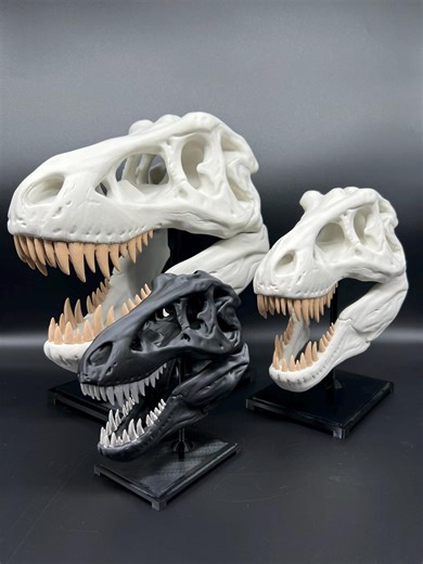 3D Printed Tyrannosaurus Rex Skull Replica: Paleontology Decor - Etsy
