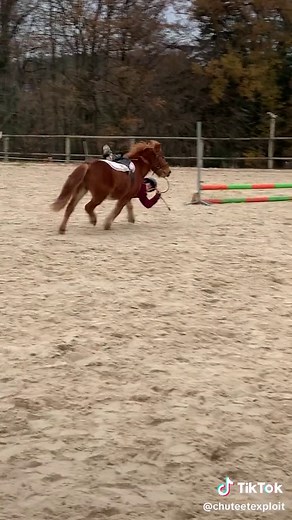 #chute #chutechevaux #chutecheval #chutepony #chuteponies #chuteponey #fail #horse #horses #jumping #eventing #cso #junior #competition #ecuriesdutilleul #ecuries #centreequestre #cheval #poney
