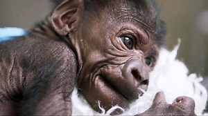 New Hope for Orphan Baby Gorilla Looking for a Home