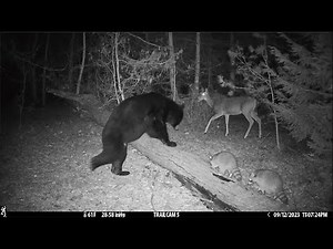 Best Trail Camera Videos of Summer 2023