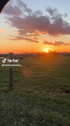 Needed a change of scenery, can you guess where we went? #simmental #gelbvieh #beefcattle #eatbeef #kyfarming #kyagriculture #beginningfarmer #youngfarmer #farmtok #fyp #vacation