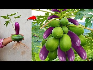 Papaya with Eggplant : Grafting papaya with eggplant gets the most papaya and eggplant