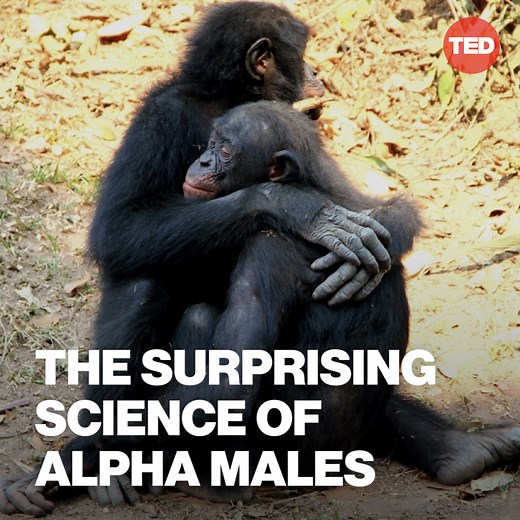 711K views · 9.4K reactions | Here's what happens when 2 monkeys are...