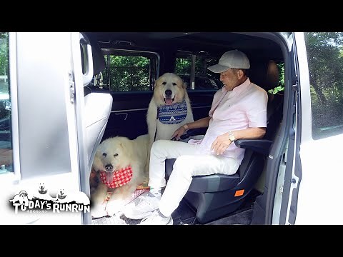 導入したルンルン号でテストドライブをしたルンルンとアランとベルです　Great Pyrenees　グレートピレニーズ