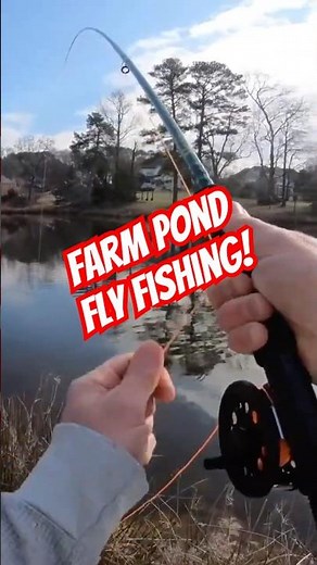 Fly Fishing Farm Ponds For The First Time #flyfishing #fishing