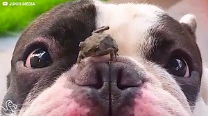 490K views · 18K reactions | Dog meets toad. | The Dodo | Facebook