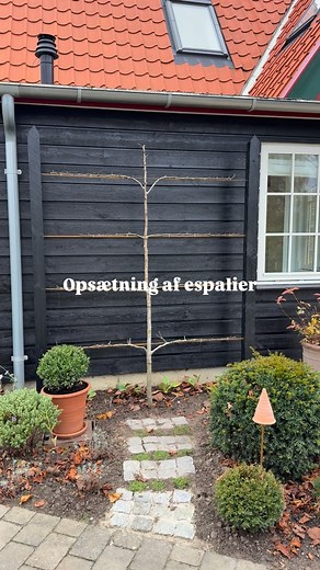 Opsætning af espalier 🌳 Vi er endelig kommet i mål med at opsætte vores espalier til pæretræet. Vi testede først en nemmere løsning, men den var ikke stabil nok og passede heller ikke til husets udtryk. Derfor er vi endt med den samme løsning, som vi havde på Amager – for den fungerer 👌🏼 Afstandene mellem stolperne og højden mellem de støttende metalpinde er tilpasset træets dimensioner. Stolperne er støbt i jorden og efterfølgende malet sorte, så de syner mindst muligt op mod huset 🏡 Metalp