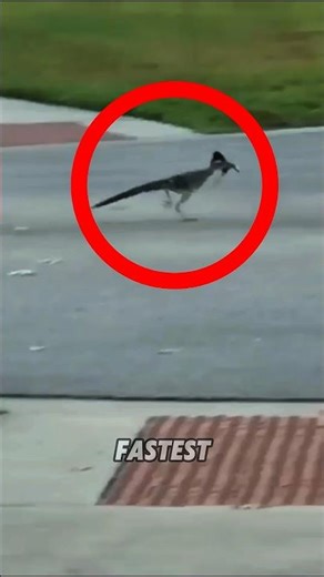 Road Runner: Fastest Delivery Driver on Earth