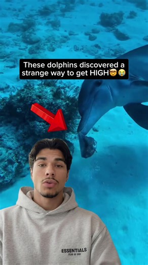 The Surprising Behavior of Dolphins with Pufferfish