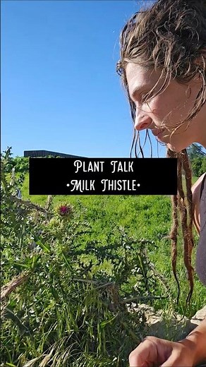 Plant Talk - Milk Thistle- Weeds - Field - Herbs