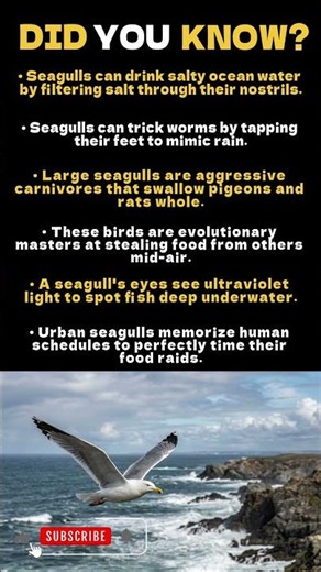 Shocking Seagull Facts You Never Knew! 🐦🍟