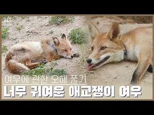 애교 장착한 붉은 여우🦊 | 한반도 야생 여우 | 여우에 관한 오해 풀기 #이것이 야생이다