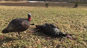 58K views · 661 reactions | Daniel E. Schmidt demonstrates how easy it is to use the new RIP Hinge diaphragm call right out of the box. The hinge design allows the call to control the channeling of air flow. With Lynch Mob Calls | Turkey & Turkey Hunting | Facebook