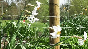 White Daffodils swaying in the wind in a garden with the River Wye in the background in Derbyshire