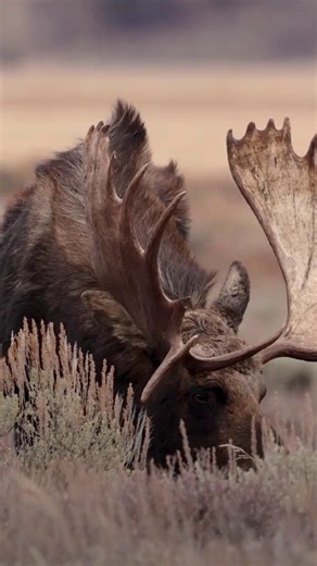 17K views · 526 reactions | You moose be kidding me... Moose are the...