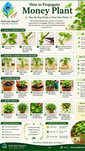 How to Propagate Money Plant Faster 🌱 | Easy Beginner Guide #nature #terracegardening