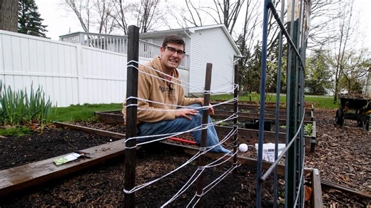 The Best DIY Green Pea Trellis Ideas (For Any Budget)