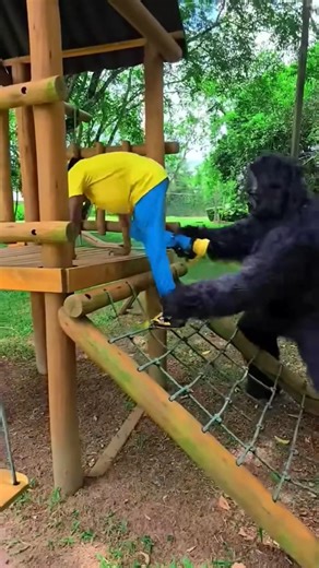 O SOSTU KONG 😱🦧 🦍P2 #gorilla 🦍🦍