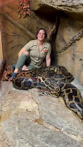 345K views · 20K reactions | Introducing Cucumber  She’s as cool as a…cucumber 勒 She’s one of our oldest and largest Burmese Pythons  here at the zoo. 25 years and still going strong  That’s what happens when all you have to do is slither and be fed like a queen! 鉶 | The Reptile Zoo | Facebook