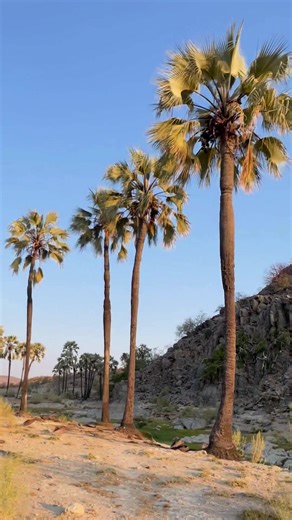 14 reactions | Palm trees and natural springs, Namibia can be a tropical paradise if you know where to go! | FlyNamibia Airline | Facebook