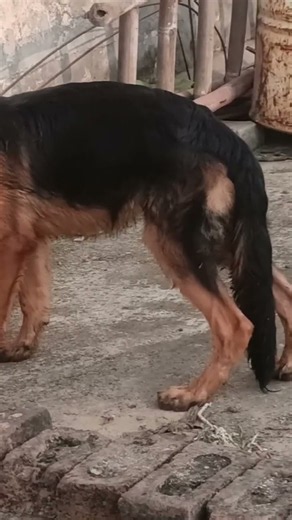 top quality german shepherd male puppy available