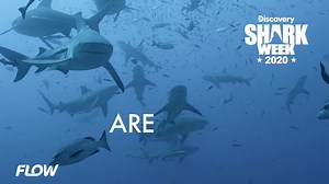 6 comments | Your favourite week is here...all month! Watch the Discovery Channel every weekend this August for Shark Week 2020. Check our stories for this weekend's schedule and more. #SharkWeek | Flow | Facebook