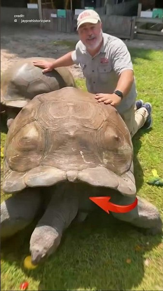 Why Don't Any Turtles Run?