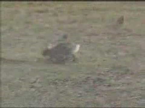 Rabbit chases snake up tree