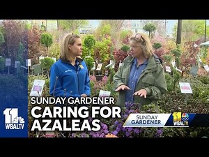 How to plant and take care of azaleas