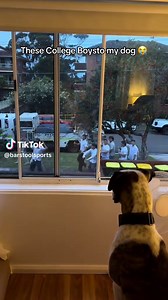 Heartwarming College Moments with My Dog