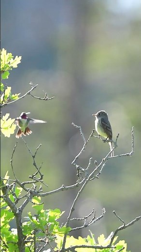 The Hummingbird and the Flycatcher #hummingbird #rockymountains